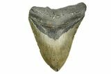 Serrated, Fossil Megalodon Tooth - North Carolina #308531-1